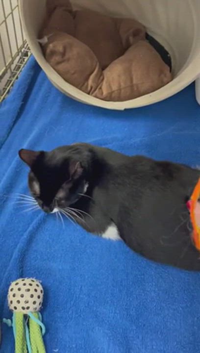 Enlarge Tacita, a Adoptable Tuxedo in Miami Beach, FL video 15/15