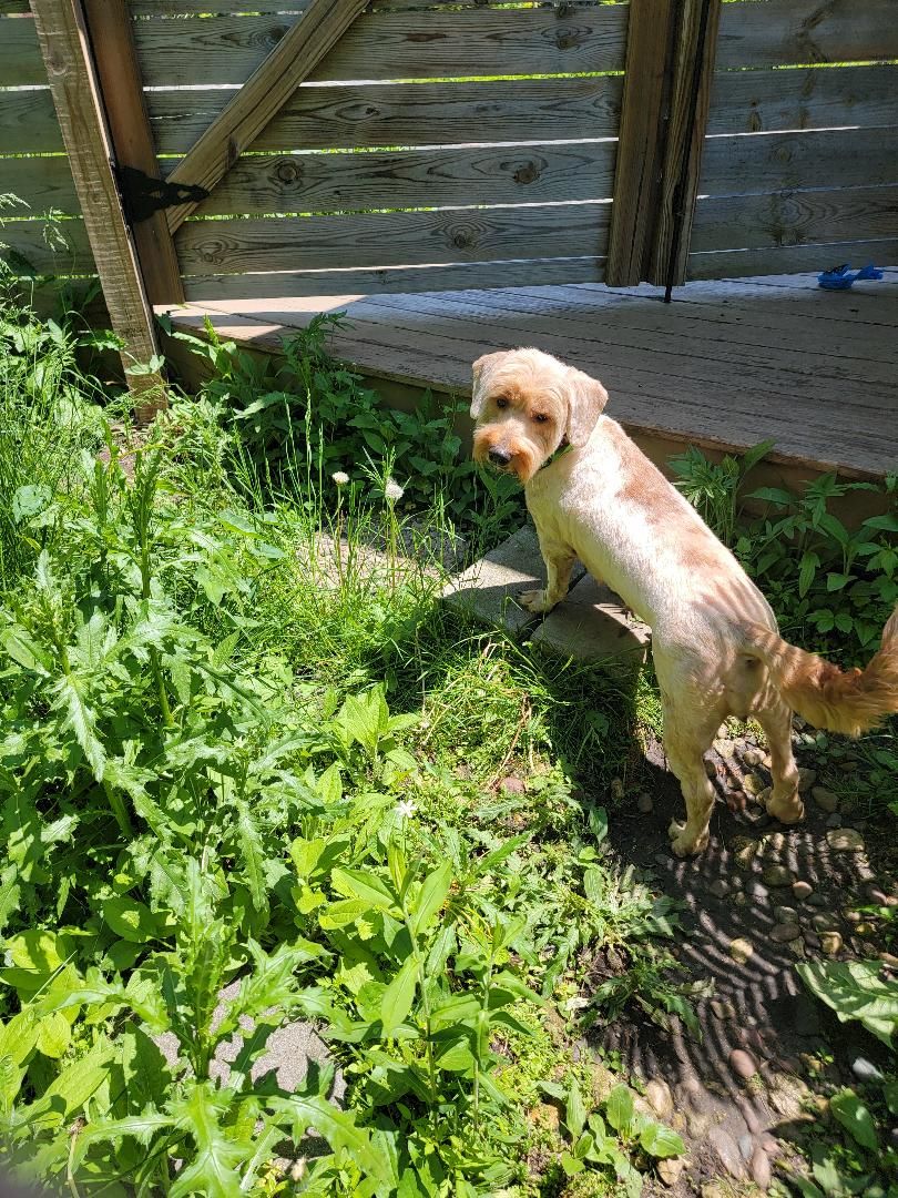 Kella-SCROLL DOWN READ ALL, a Adopted Goldendoodle in Rockford, IL image 1/4
