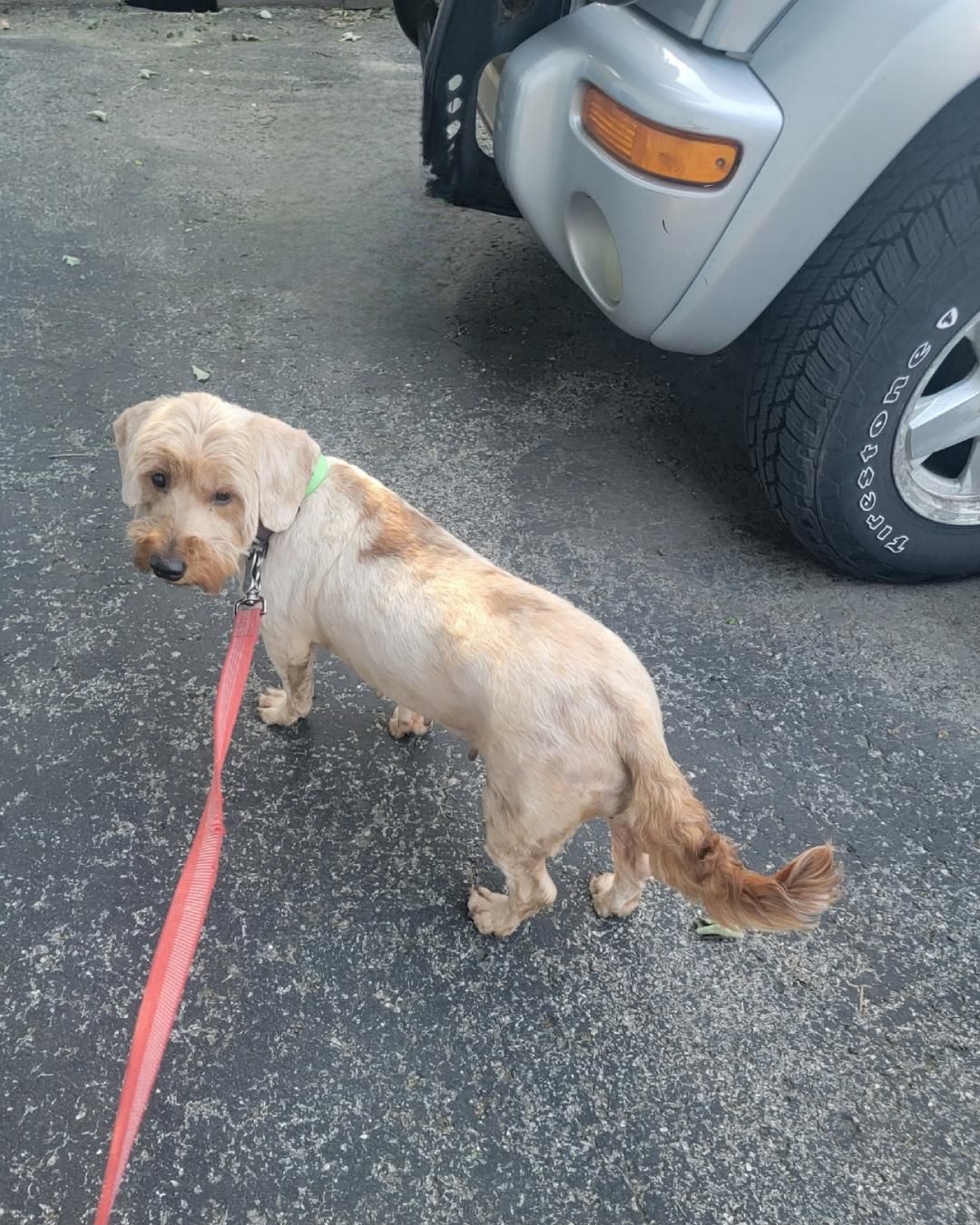 Kella-SCROLL DOWN READ ALL, a Adopted Goldendoodle in Rockford, IL image 3/4