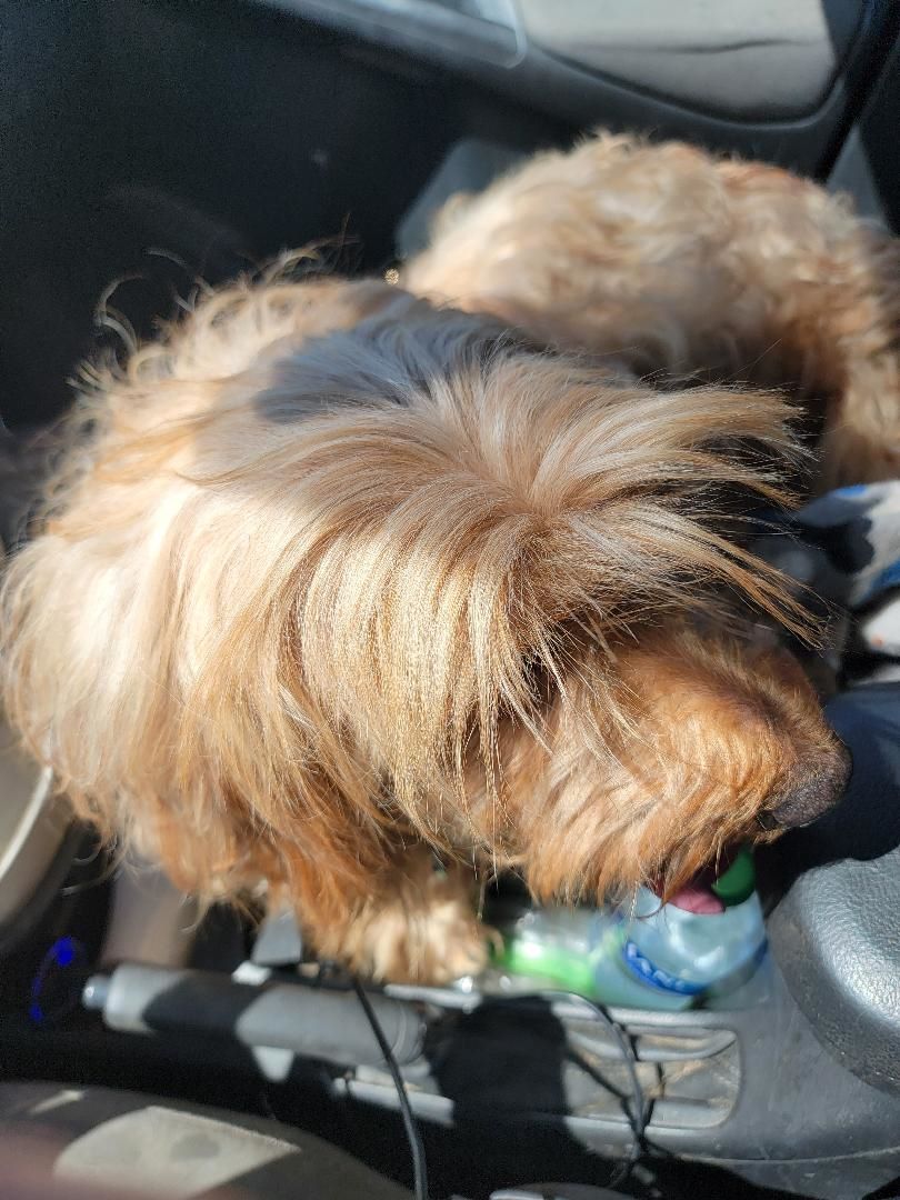 Kella-SCROLL DOWN READ ALL, a Adopted Goldendoodle in Rockford, IL image 4/4