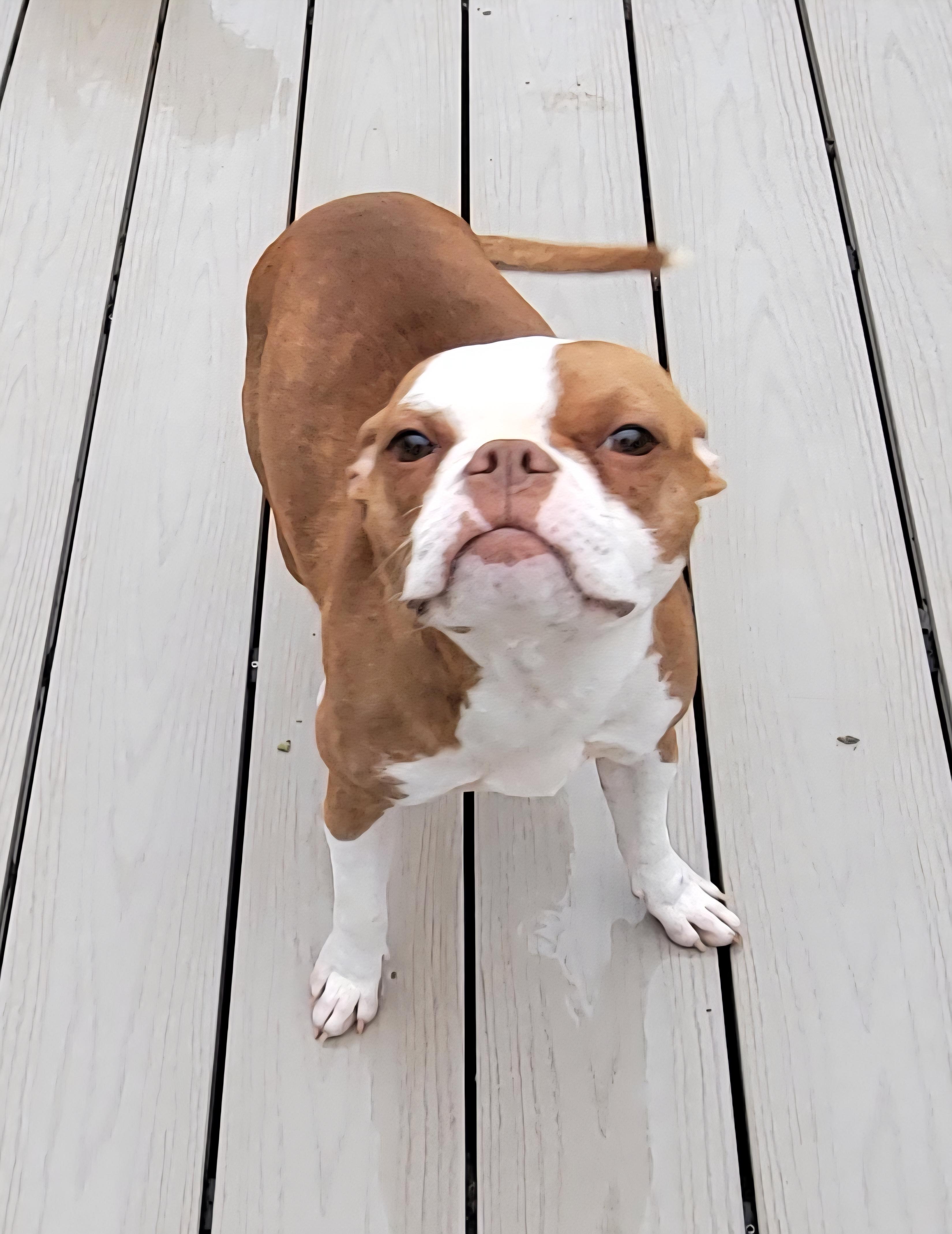 Shirley, adopted, Adult Female Boston Terrier.