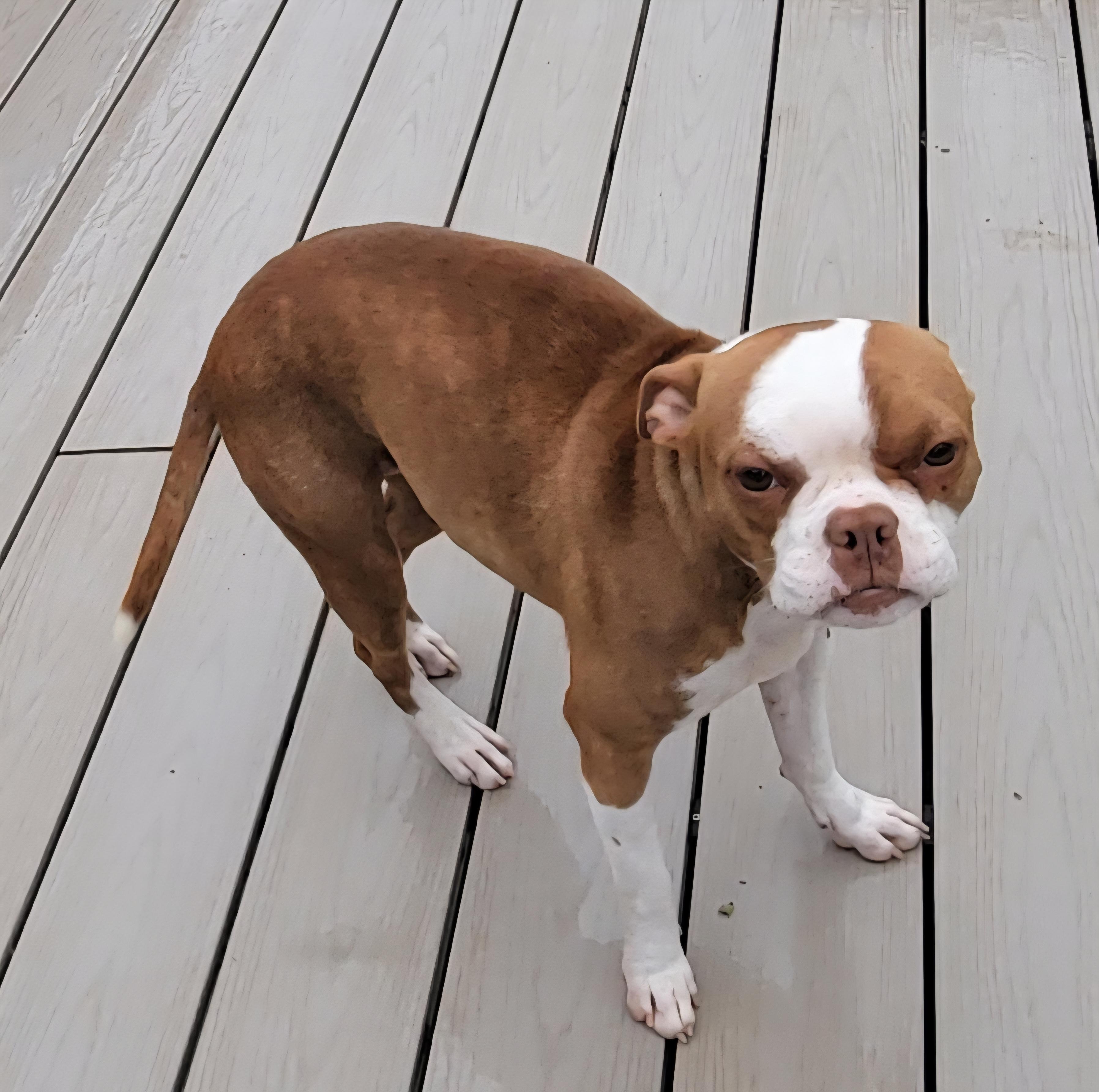 Shirley, an adopted mixed breed in Milford, MI image 2/4