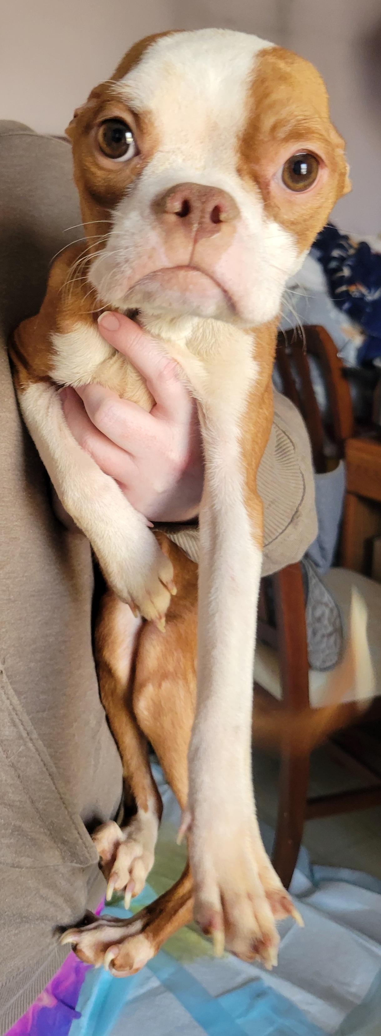 Shirley, an adopted mixed breed in Milford, MI image 3/4