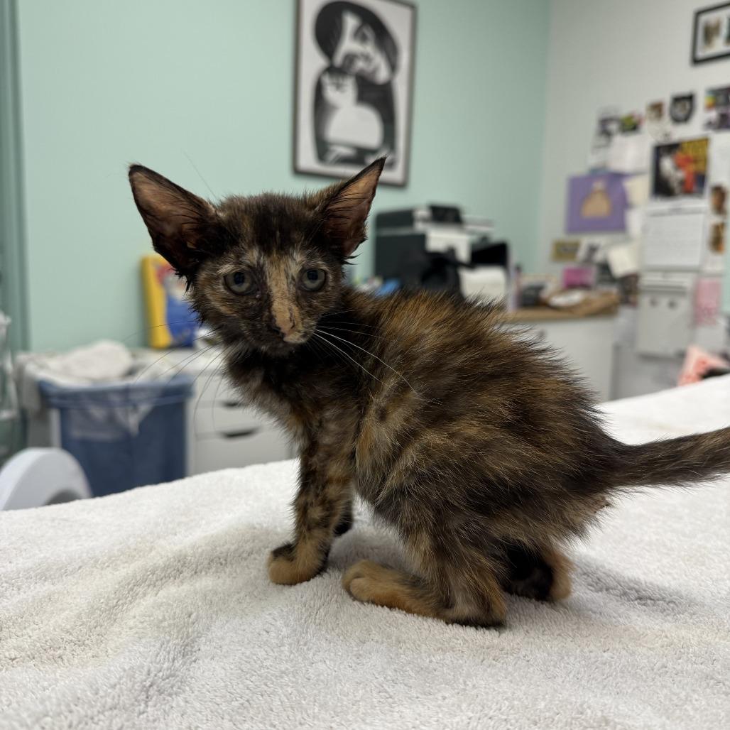 Ocean, Adoptable, Kitten Female Domestic Short Hair.
