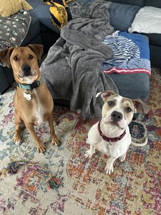 Christina (in foster), Adoptable, Young Female Pit Bull Terrier & Mixed Breed.