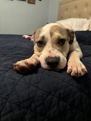 Christina (in foster)