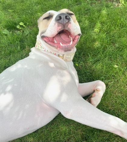 Christina (in foster), a Adoptable mixed breed in Fishers, IN image 2/3