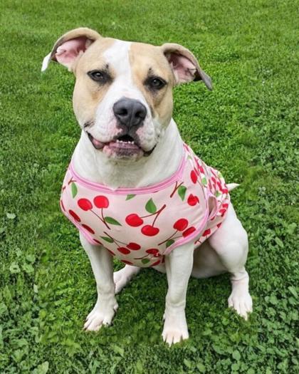 Christina (in foster), a Adoptable mixed breed in Fishers, IN image 3/3