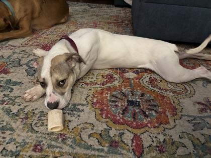 Christina (in foster) — thumbnail 3