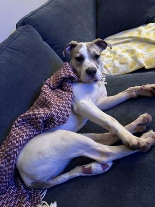 Christina (in foster) — thumbnail 4