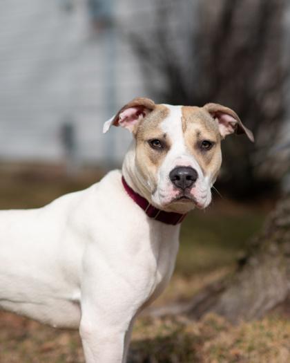 Christina (in foster), Adoptable, Young Female Pit Bull Terrier & Mixed Breed.