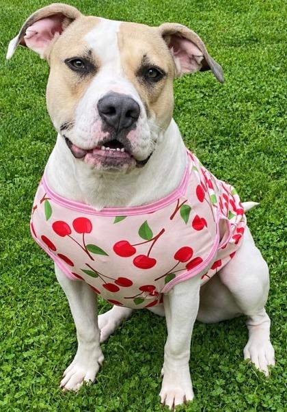 Enlarge Christina (in foster), a Adoptable mixed breed in Fishers, IN image 2/3