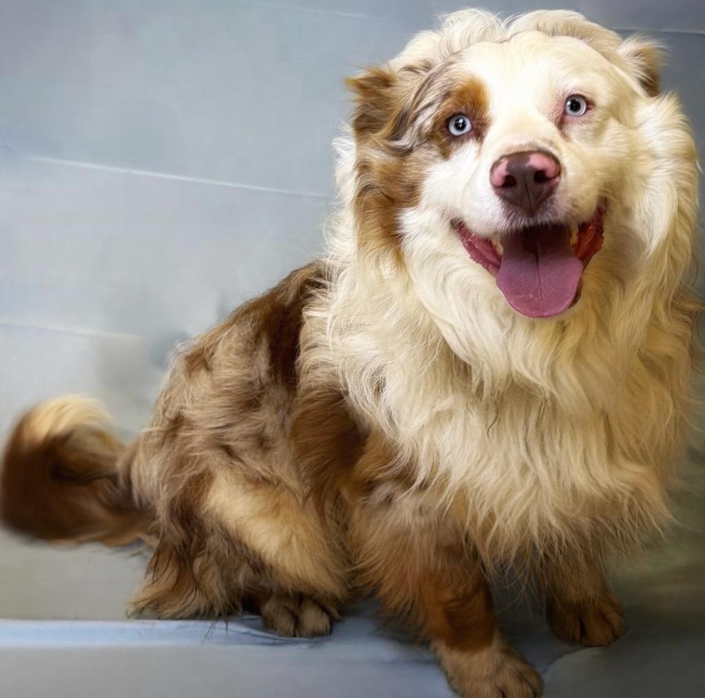 Ozzy Pawsbourne, ADOPTABLE, Young Male Australian Shepherd.