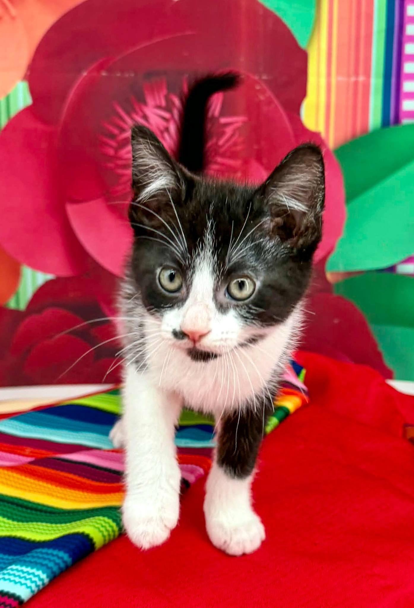 Enlarge Taco, an adopted Domestic Short Hair in Sevierville, TN image 2/4