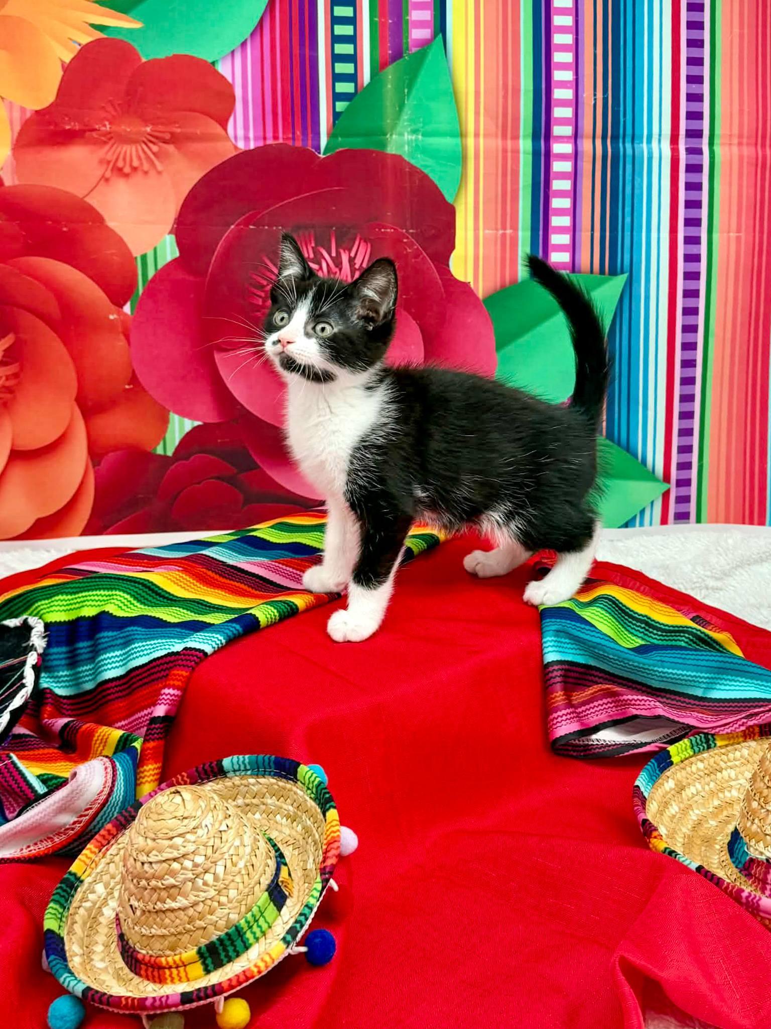 Enlarge Taco, an adopted Domestic Short Hair in Sevierville, TN image 3/4