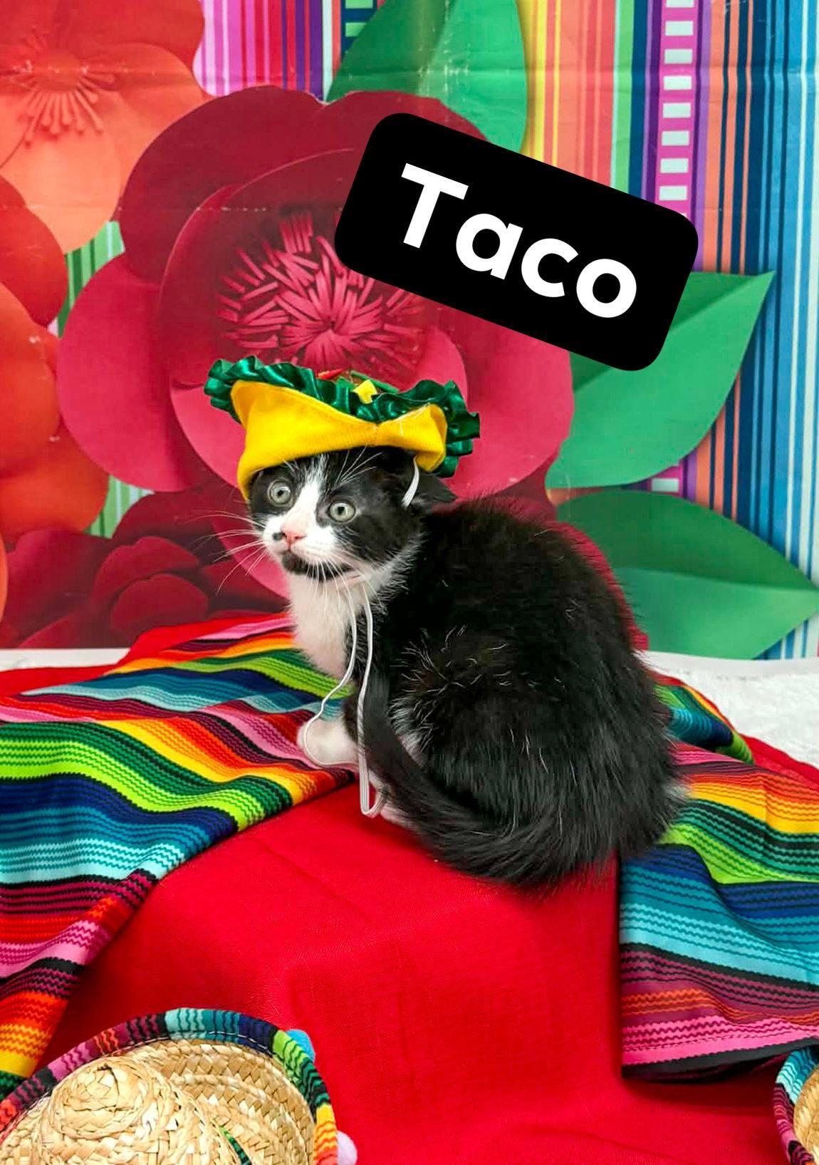 Enlarge Taco, an adopted Domestic Short Hair in Sevierville, TN image 1/4
