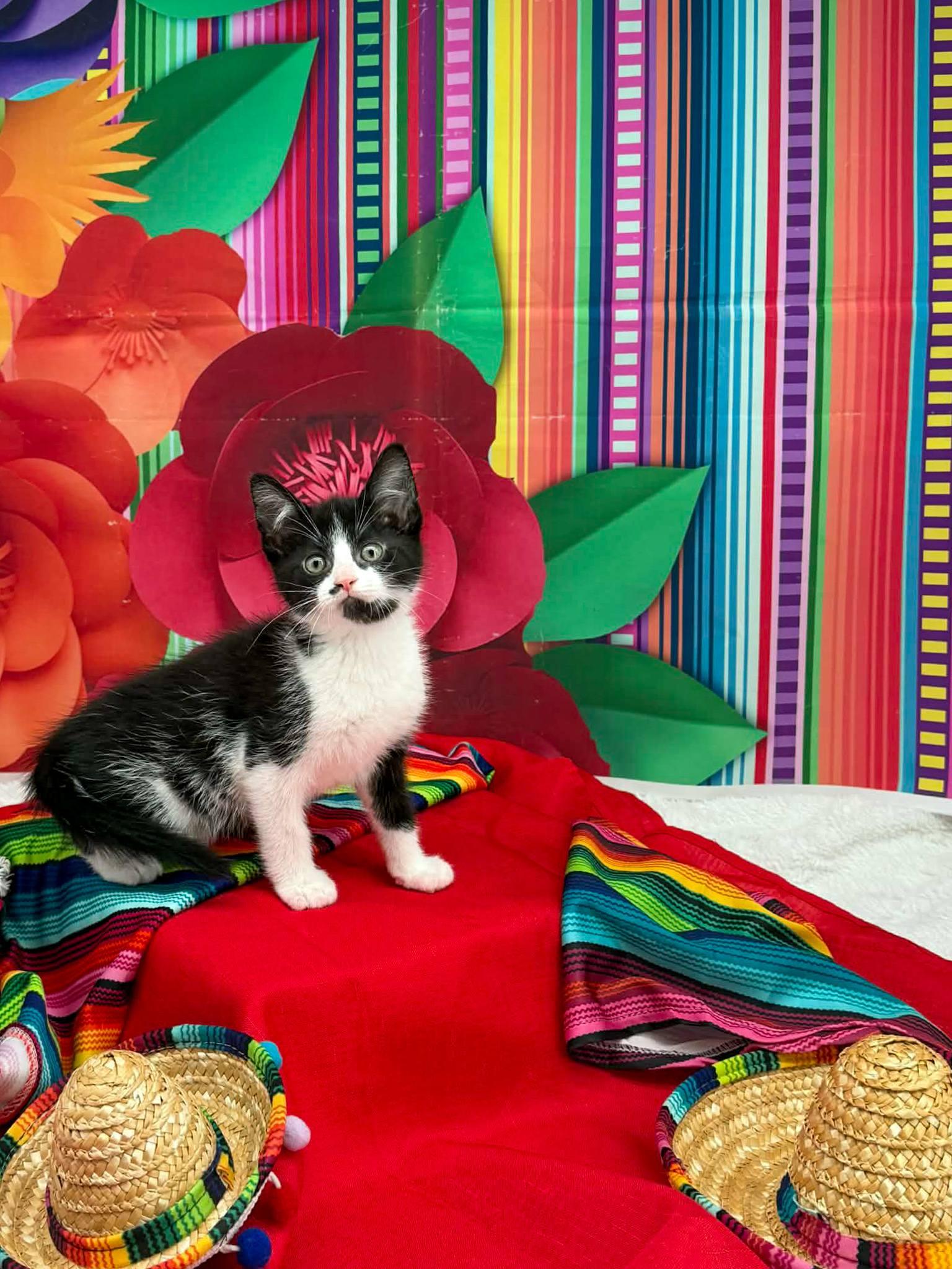 Enlarge Taco, an adopted Domestic Short Hair in Sevierville, TN image 4/4