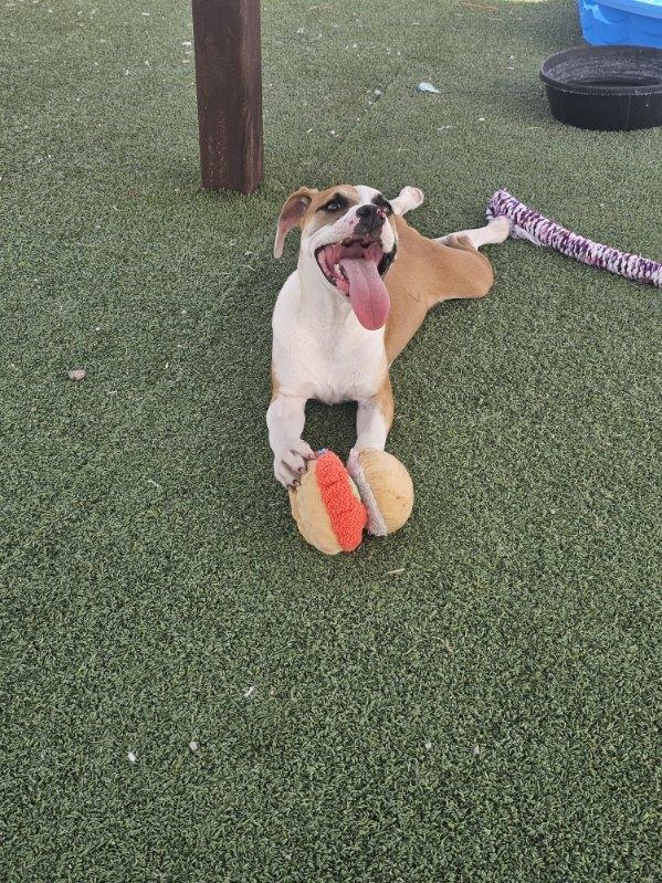 Enlarge Ozzy, an adopted mixed breed in Truth or Consequences , NM image 4/6