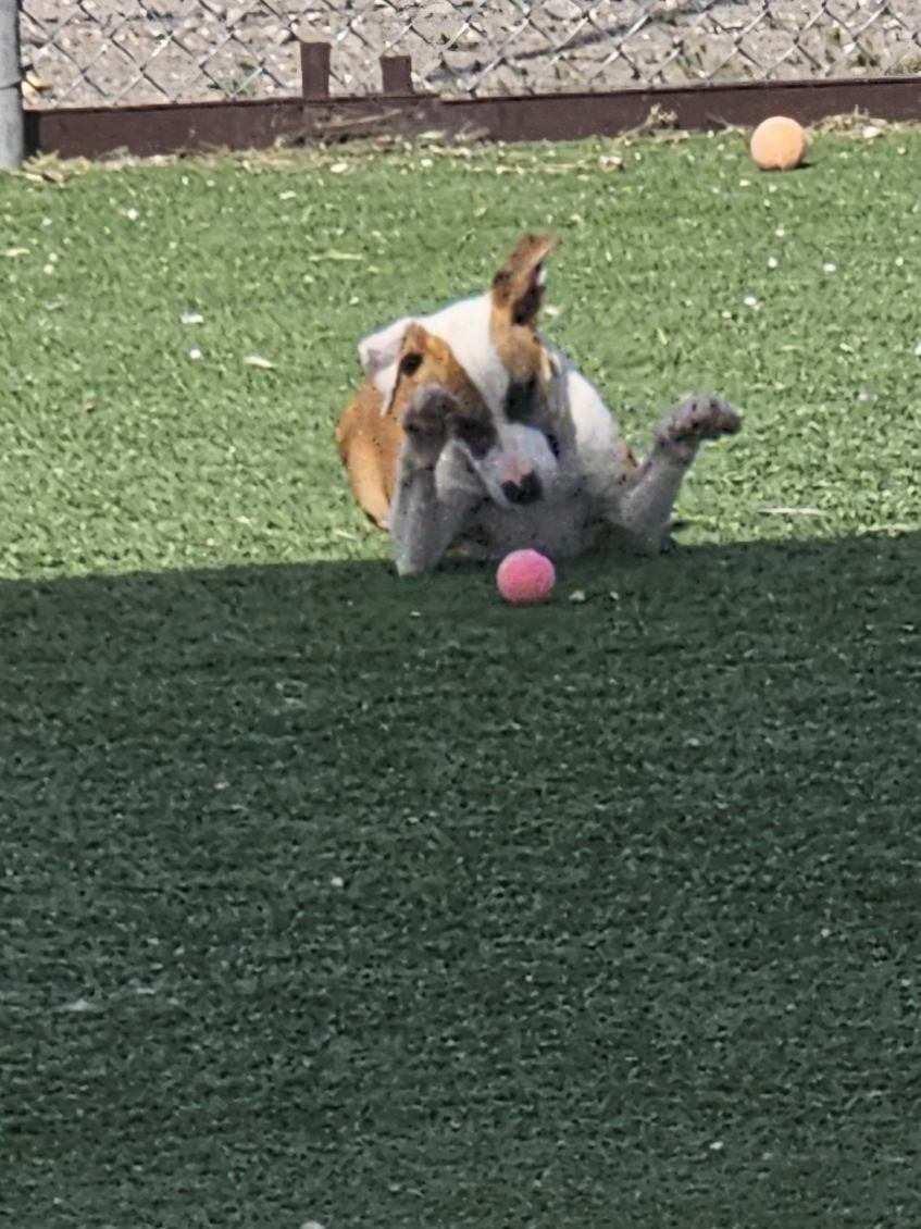 Enlarge Ozzy, an adopted mixed breed in Truth or Consequences , NM image 2/6