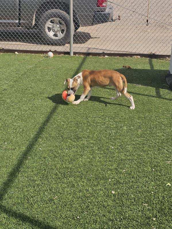 Ozzy, adopted, Young Male Boxer.