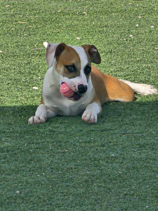 Enlarge Ozzy, an adopted mixed breed in Truth or Consequences , NM image 5/6