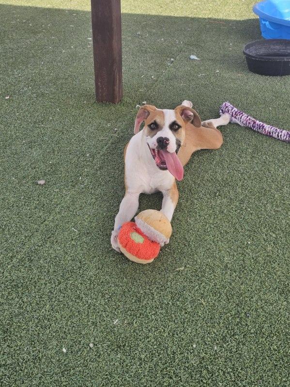 Enlarge Ozzy, an adopted mixed breed in Truth or Consequences , NM image 6/6