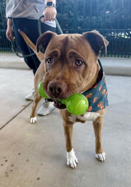 Bruno, a Adoptable mixed breed in Winchester, VA image 1/3