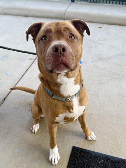 Bruno, a Adoptable mixed breed in Winchester, VA image 2/3