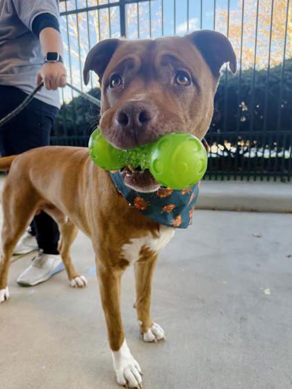 Bruno, a Adoptable mixed breed in Winchester, VA image 3/3
