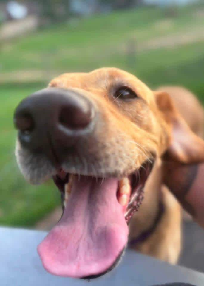 Enlarge Carolyn, a ADOPTABLE mixed breed in Elkton, MD image 4/6