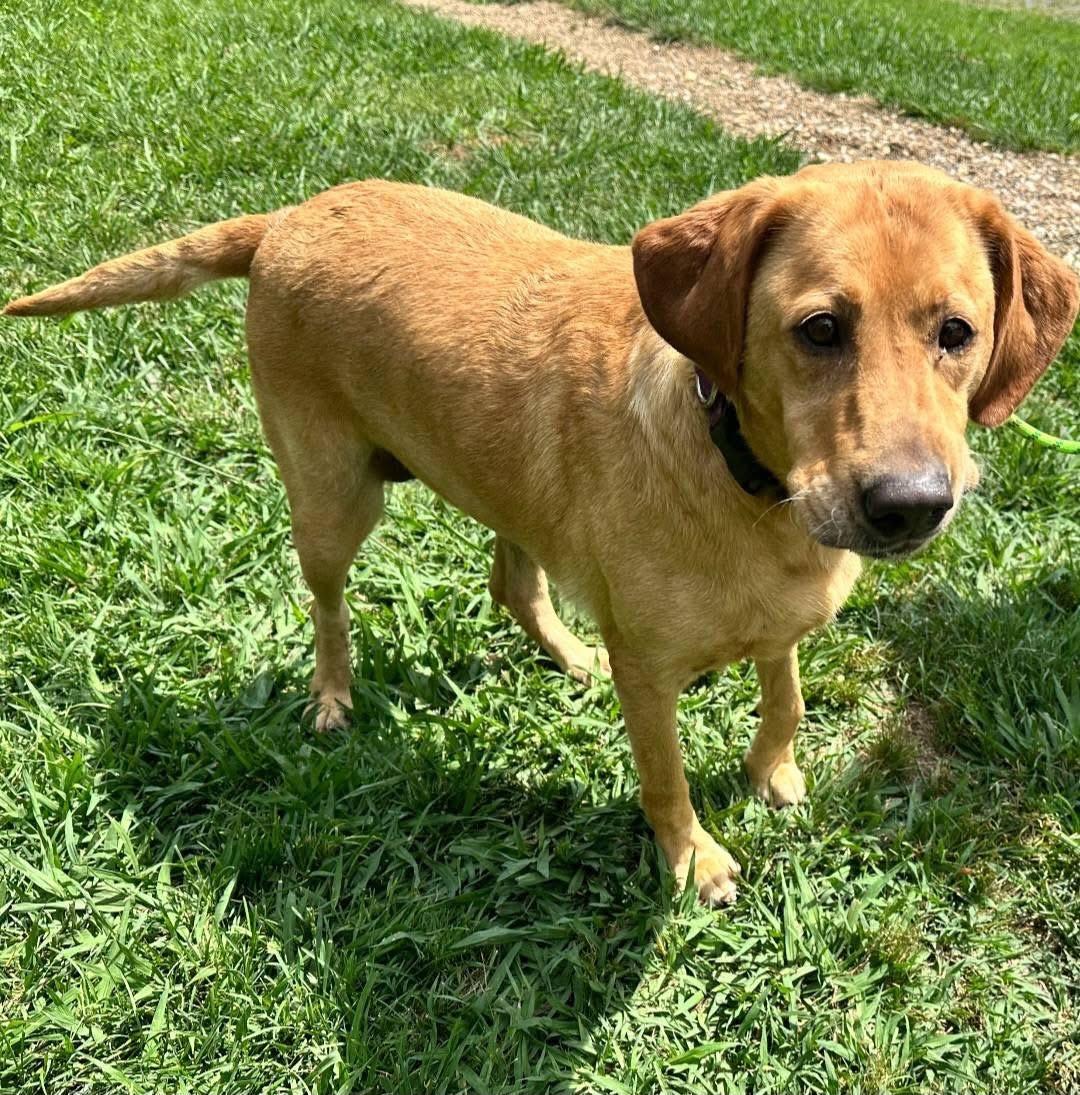 Enlarge Carolyn, a ADOPTABLE mixed breed in Elkton, MD image 2/6