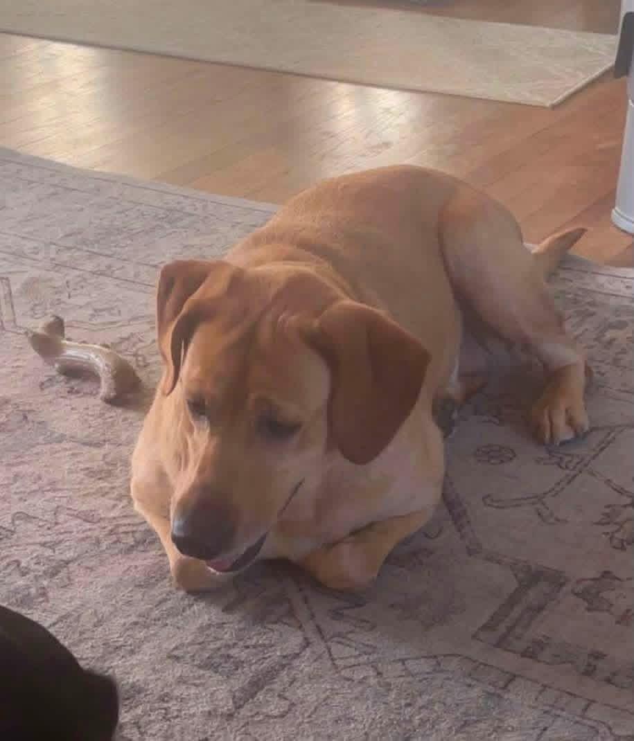 Enlarge Carolyn, a ADOPTABLE mixed breed in Elkton, MD image 6/6