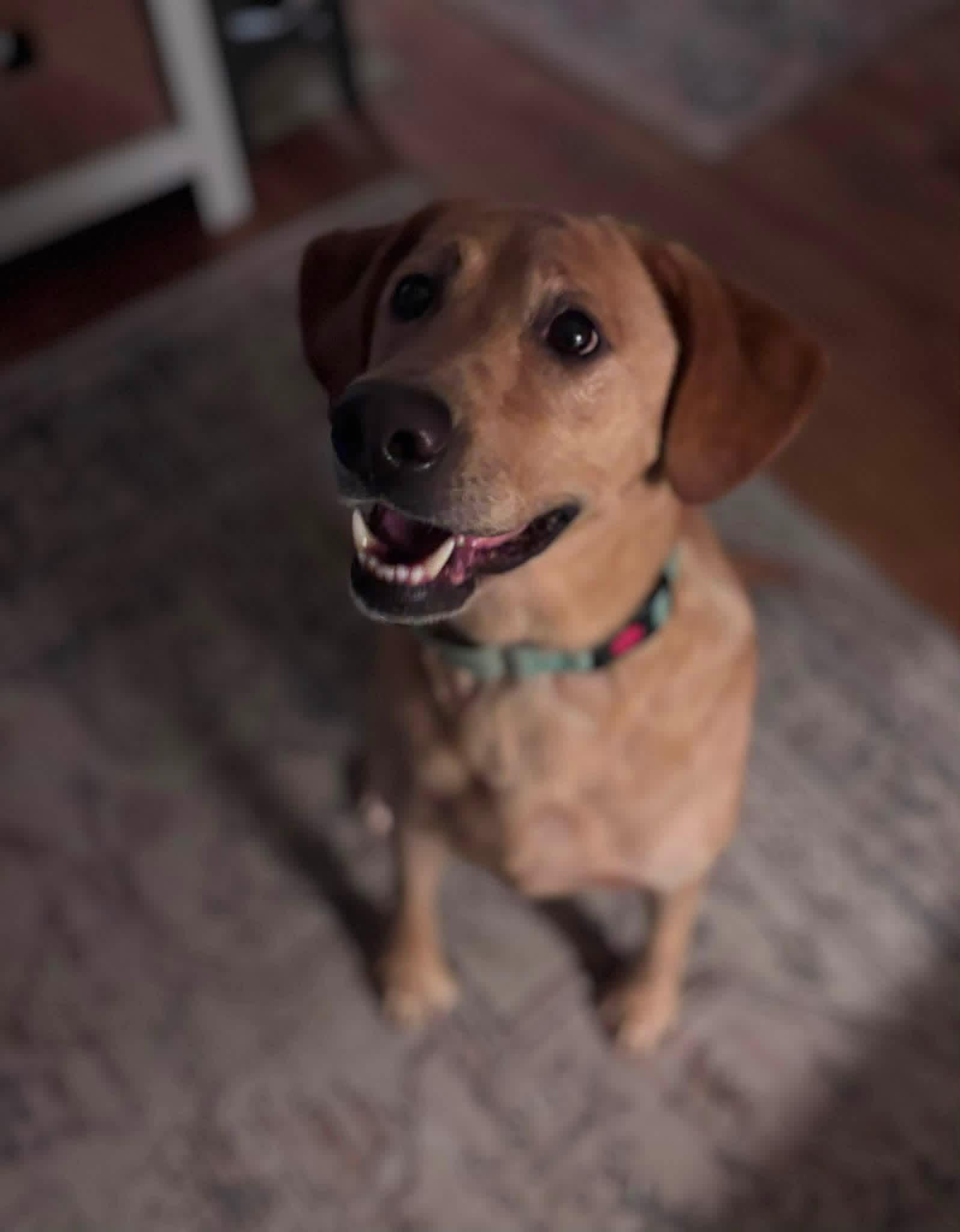 Enlarge Carolyn, a ADOPTABLE mixed breed in Elkton, MD image 5/6
