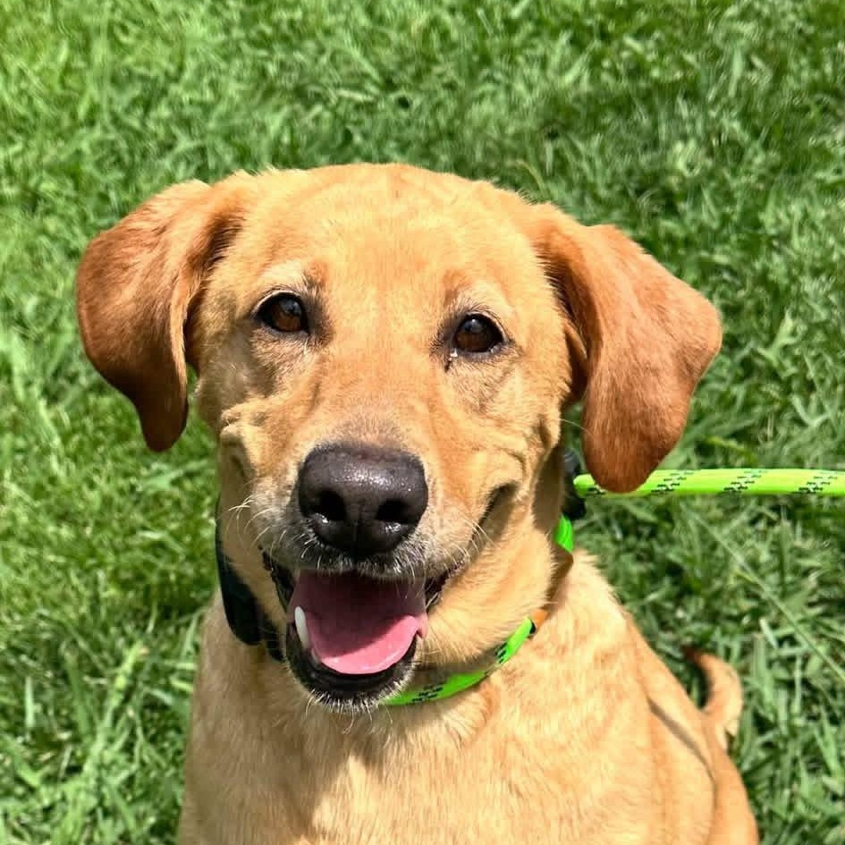 Enlarge Carolyn, a ADOPTABLE mixed breed in Elkton, MD image 1/6