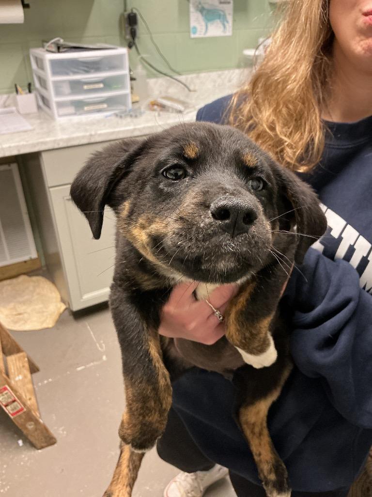 Enlarge Banks, a Adoptable mixed breed in Dyersburg, TN image 1/1