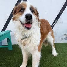 Enlarge Cassie, an adoptable mixed breed in McKinney, TX image 1/1