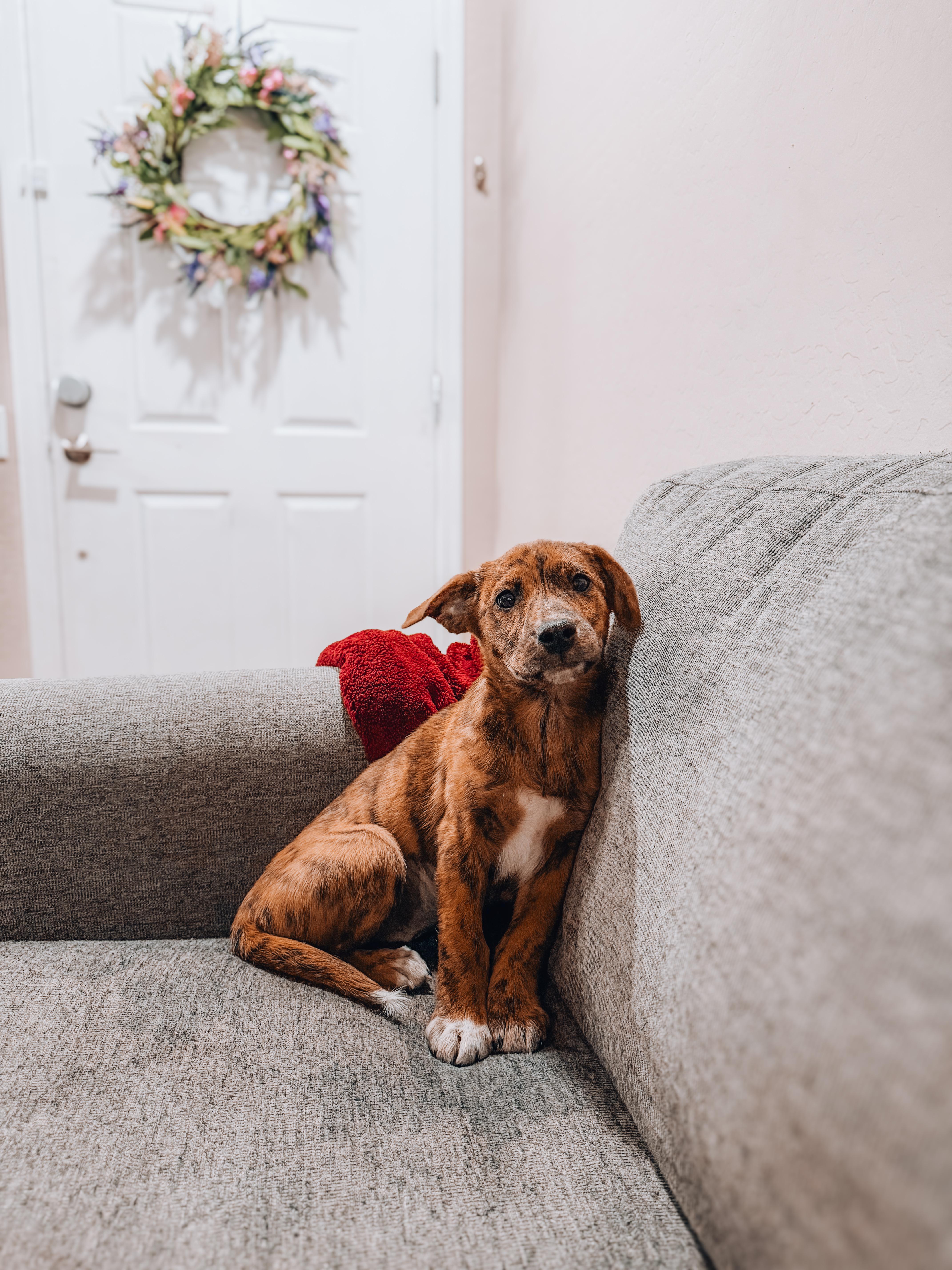 Enlarge Anna, a ADOPTABLE Plott Hound in Goodyear, AZ image 1/1