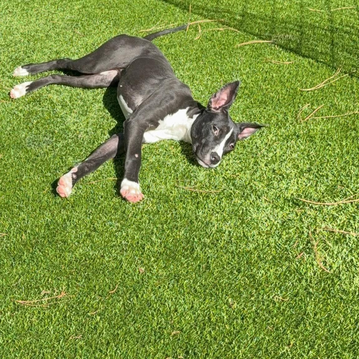 Enlarge Fana, a Adoptable mixed breed in Oaklyn , NJ image 2/6