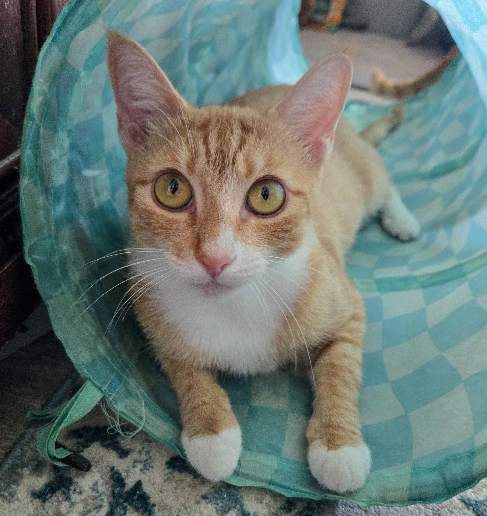 Daenerys, a Adoptable Domestic Short Hair in Lighthouse Point, FL image 1/3