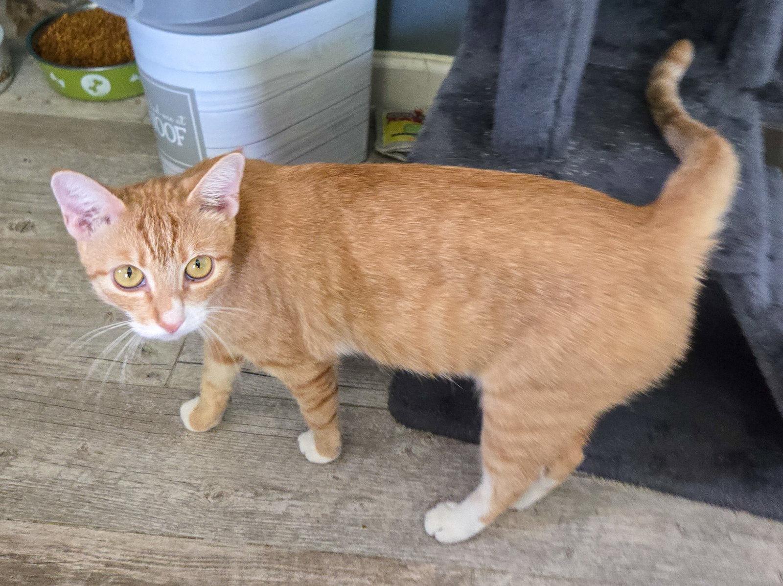 Daenerys, a Adoptable Domestic Short Hair in Lighthouse Point, FL image 2/3