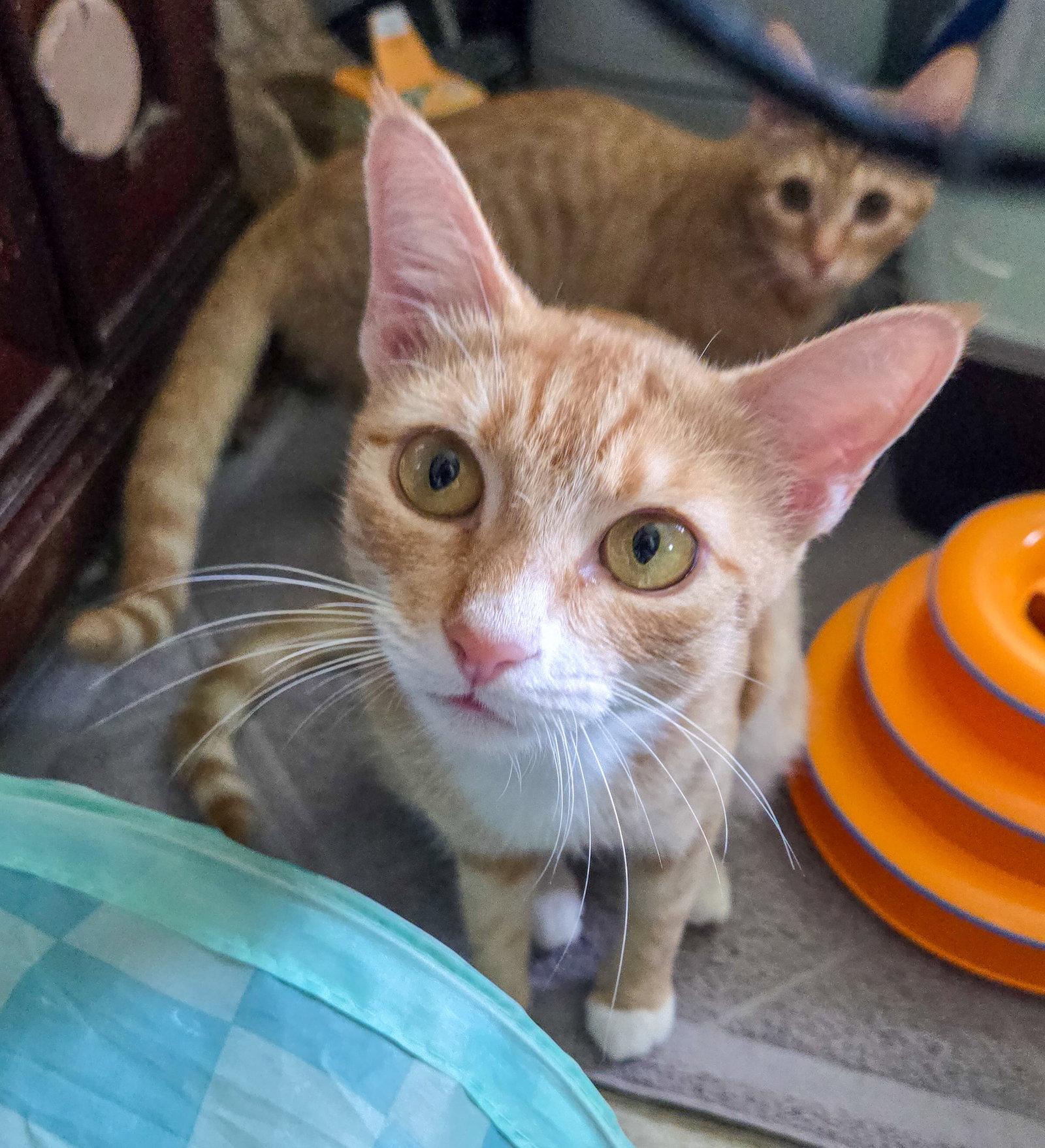 Daenerys, a Adoptable Domestic Short Hair in Lighthouse Point, FL image 3/3