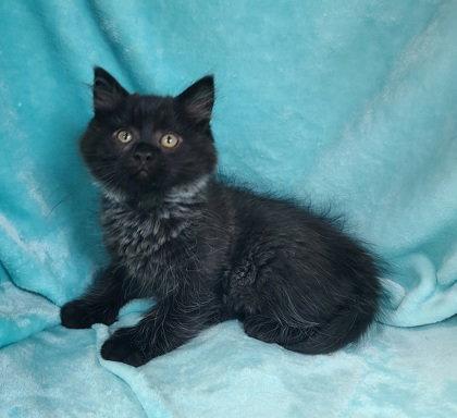 Enlarge 7050 (Iglo), a Adopted Domestic Long Hair in Lake City, MI image 1/1
