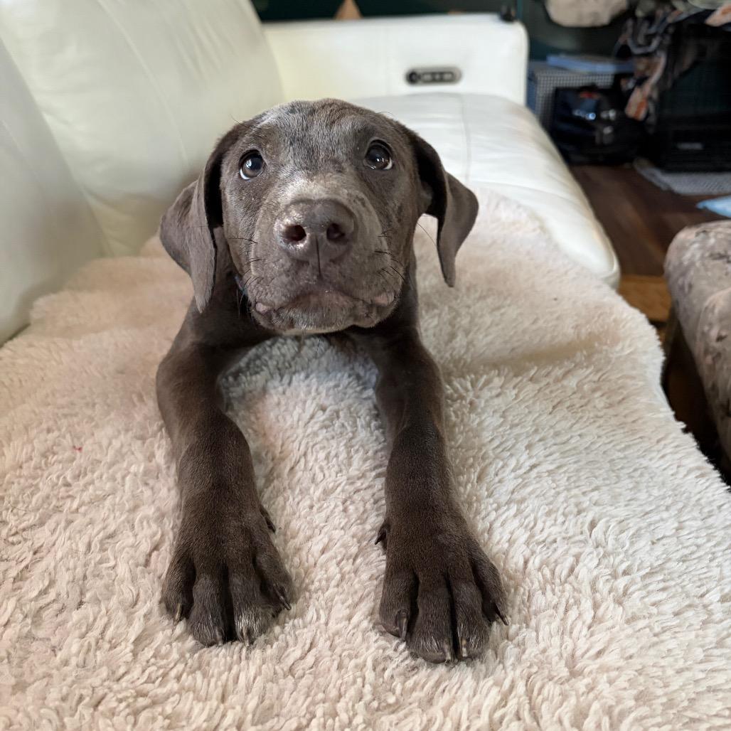 Cora, Adoptable, Puppy Female Labrador Retriever & Mixed Breed.