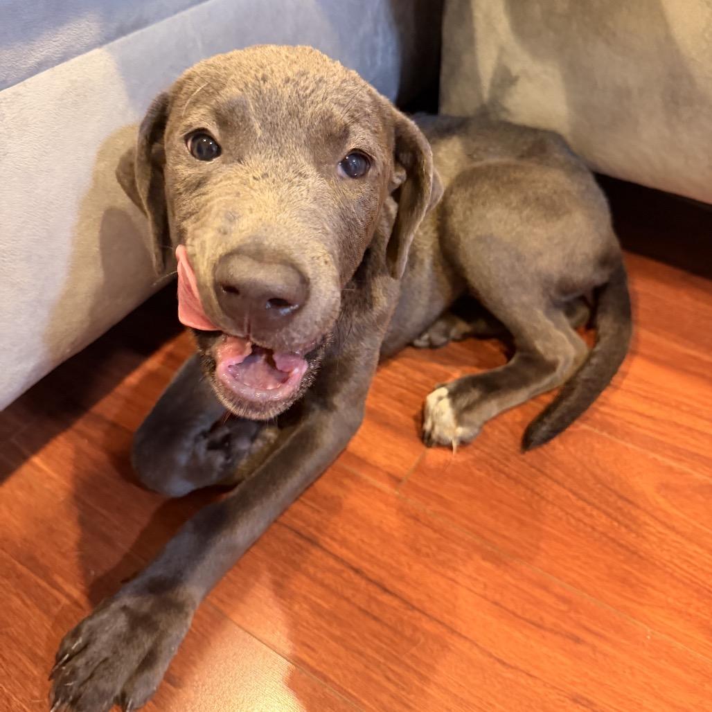 Enlarge Cora, a Adoptable mixed breed in Northville, MI image 2/6