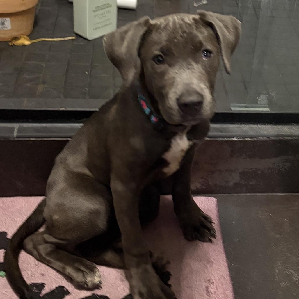 Enlarge Cora, a Adoptable mixed breed in Northville, MI image 4/6
