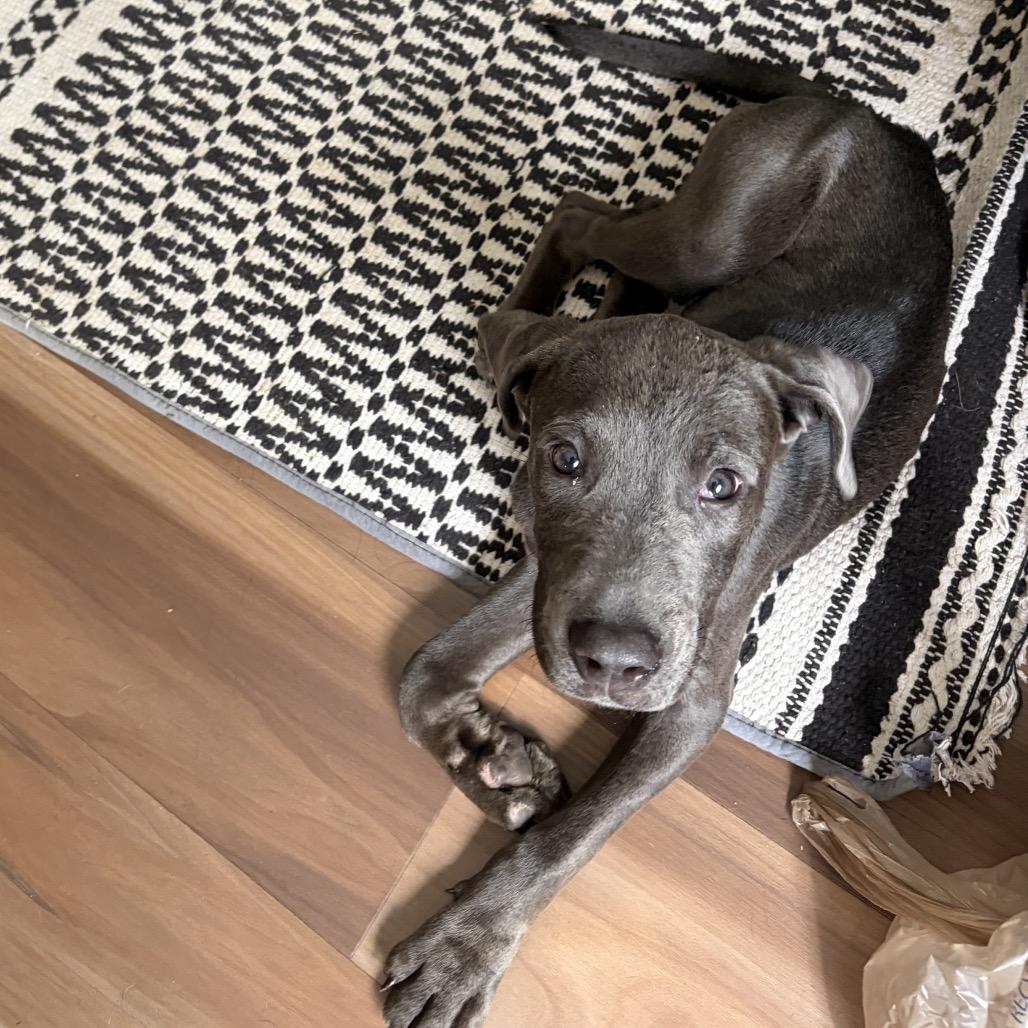 Enlarge Cora, a Adoptable mixed breed in Northville, MI image 5/6