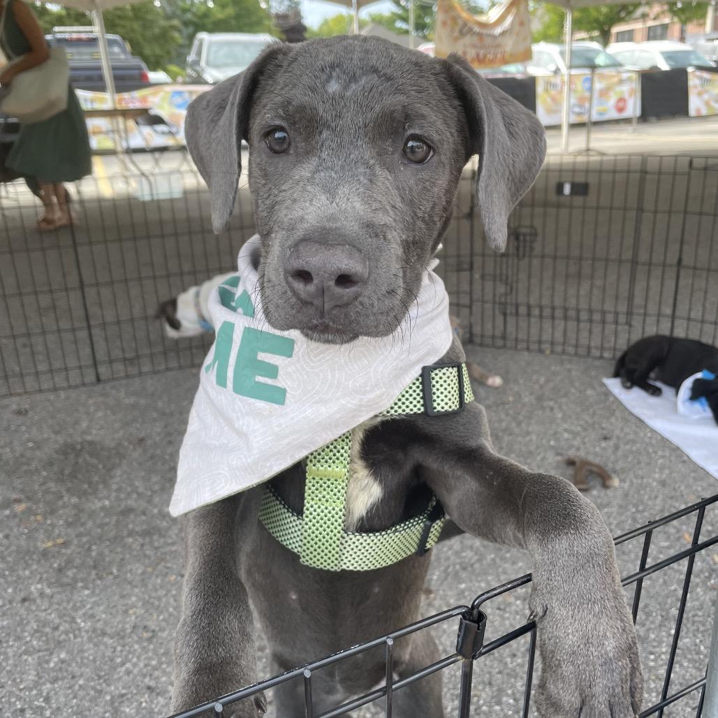Enlarge Cora, a Adoptable mixed breed in Northville, MI image 6/6