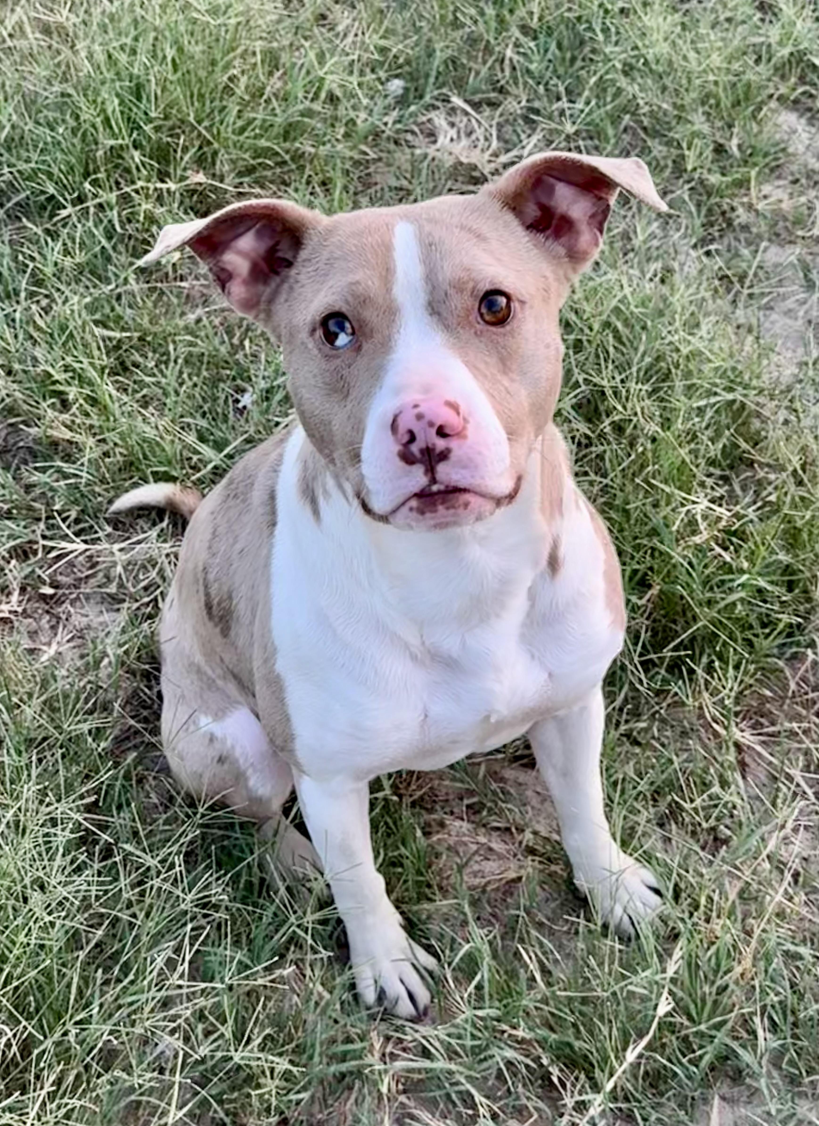 Bikini, a Adoptable mixed breed in San Antonio, TX image 3/4