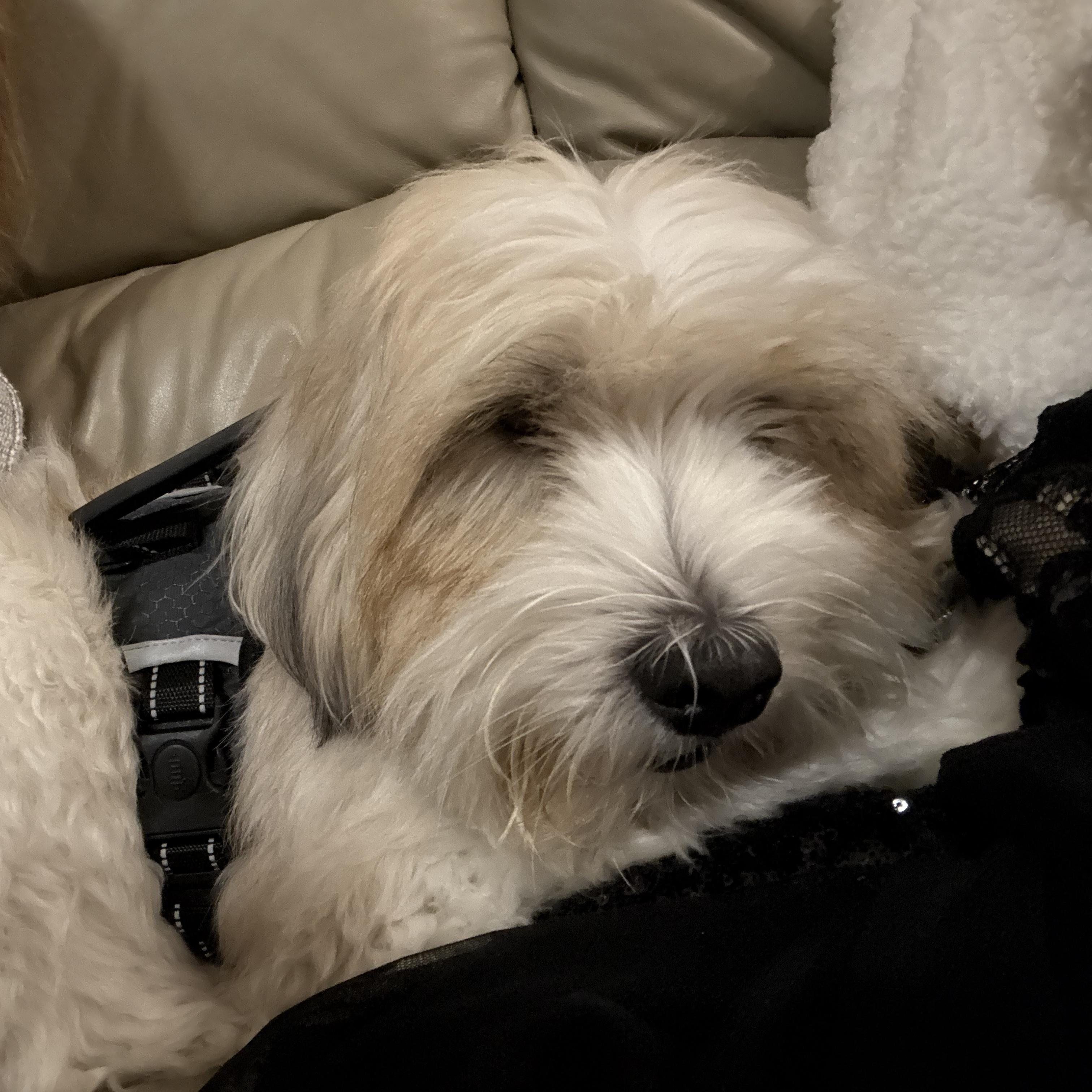 Enlarge Mr. Fluffy Cooper, a Adoptable mixed breed in washington, DC image 1/5