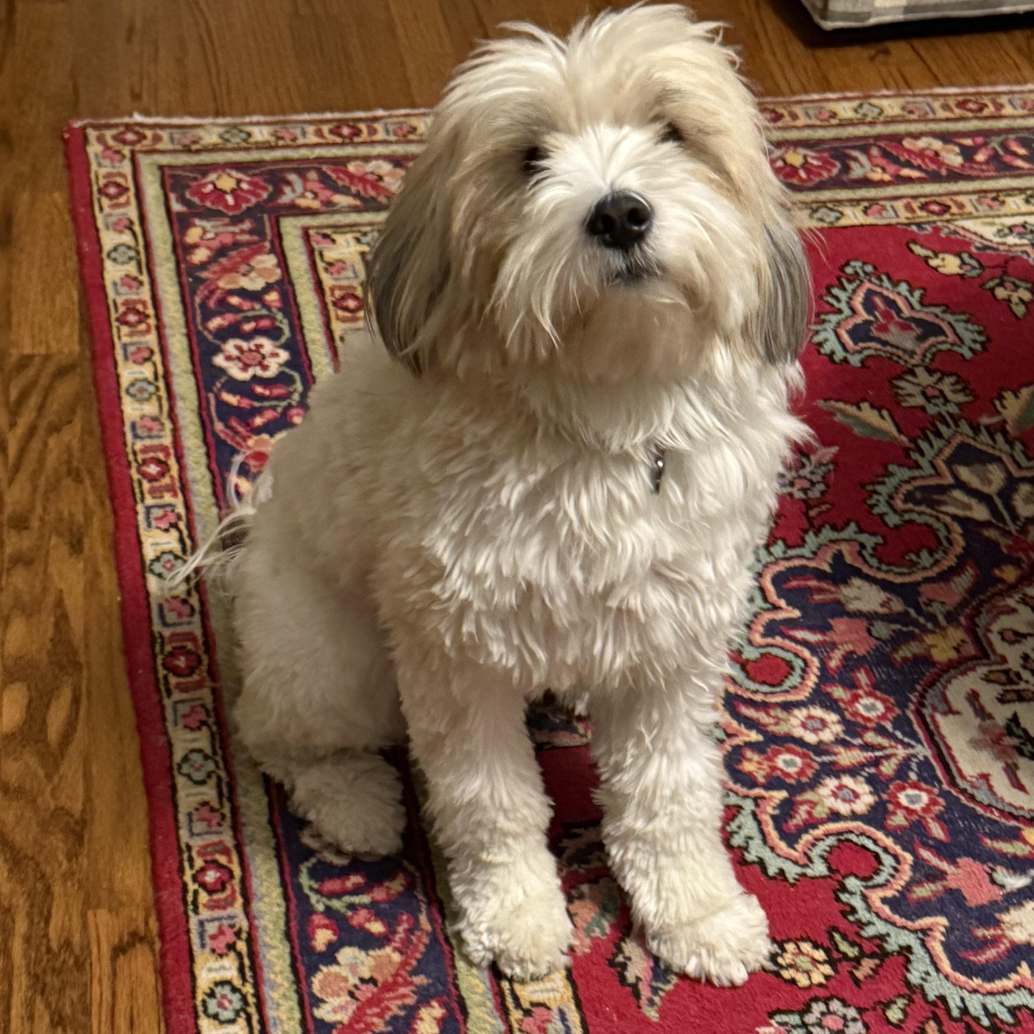 Enlarge Mr. Fluffy Cooper, a Adoptable mixed breed in washington, DC image 3/5